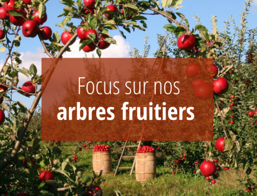 Focus sur nos Arbres fruitiers !