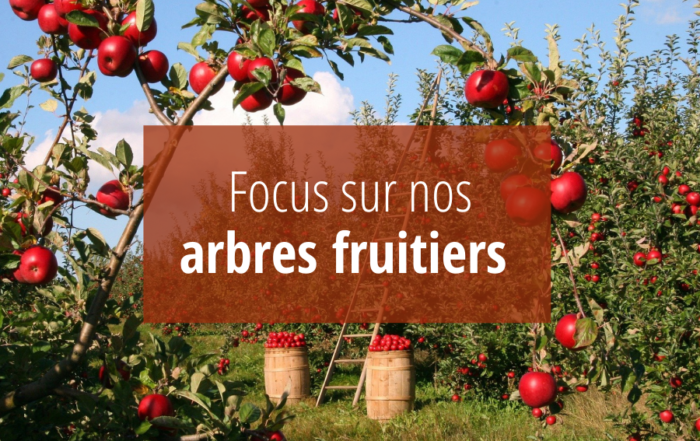 focus sur les arbres fruitiers des pépinières bellet de ladoucette