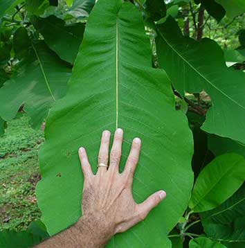 Magnolia Macrophylla