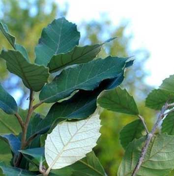 Quercus Franchetti