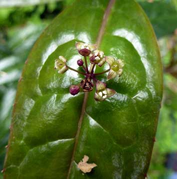 Helwingia omeiensis