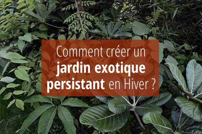 Création d'un jardin exotique persistant en hiver | Pépinières Bellet
