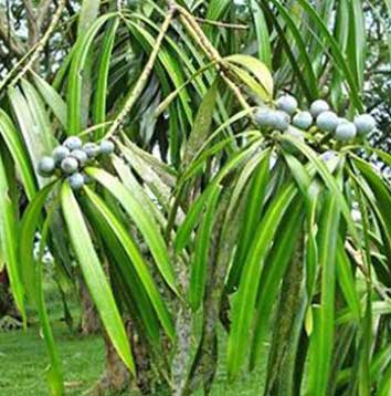 Podocarpus Rumphii
