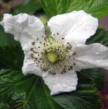 Rubus trifidus