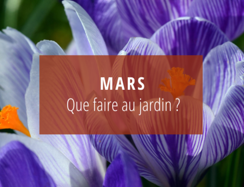 Mars : Que faire au jardin ?