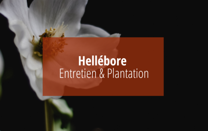 hellébore : entretien et plantation