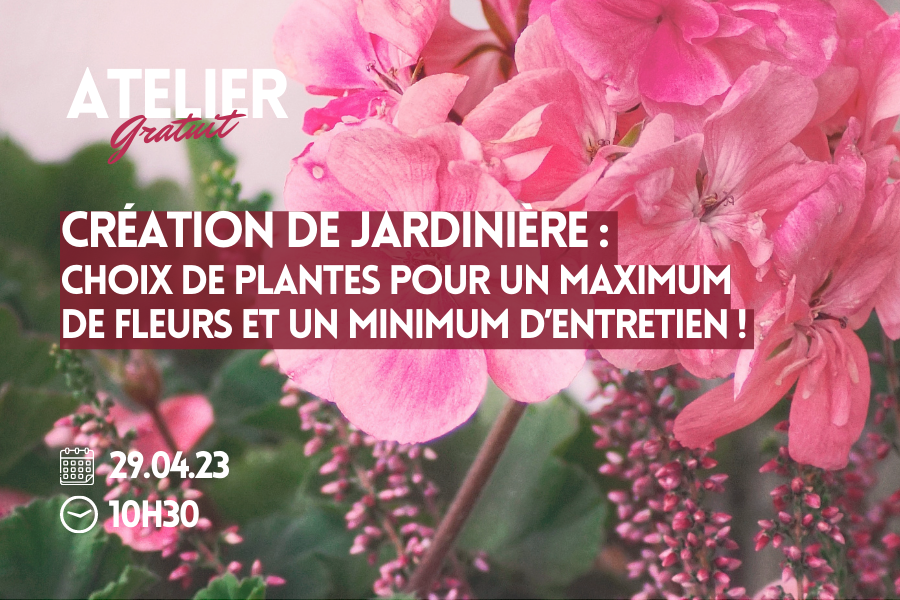 Création de jardinière : Choix de plantes pour un maximum de fleurs et un minimum d’entretien !