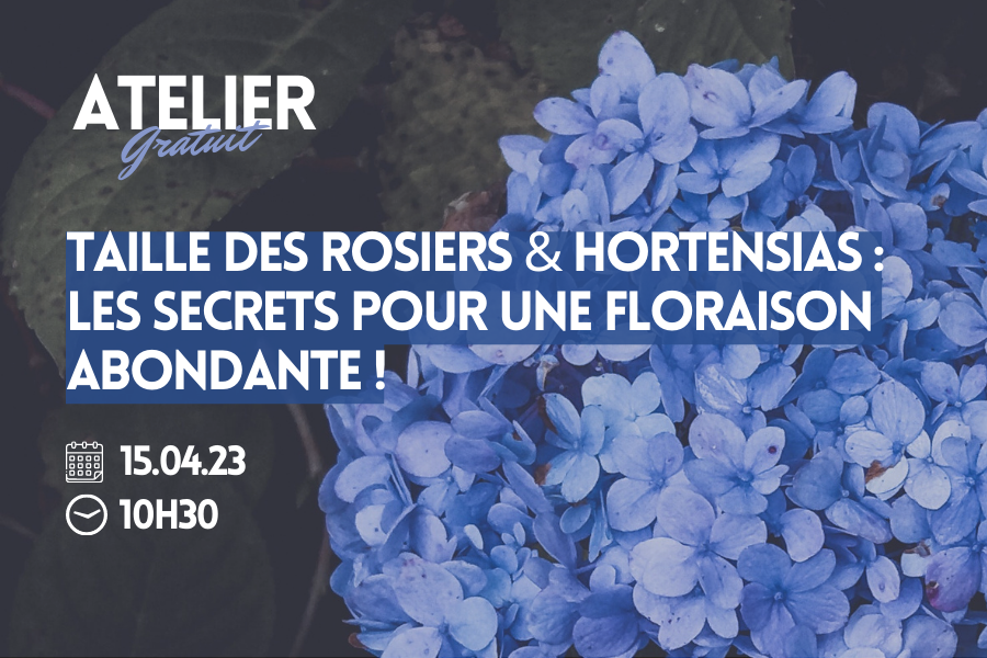 Taille des Rosiers & Hortensias : Les secrets pour une floraison abondante !