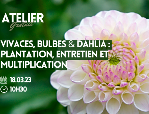 Vivaces, Bulbes & Dahlia :  Plantation, Entretien et Multiplication