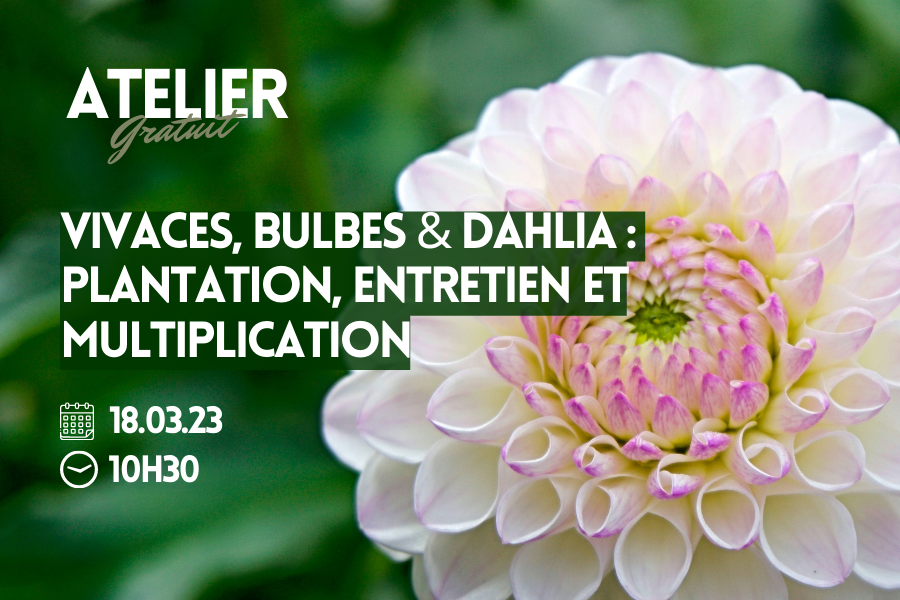 Vivaces, Bulbes & Dahlia : Plantation, Entretien et Multiplication
