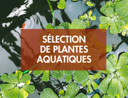 Sélection de plantes aquatiques pour votre bassin