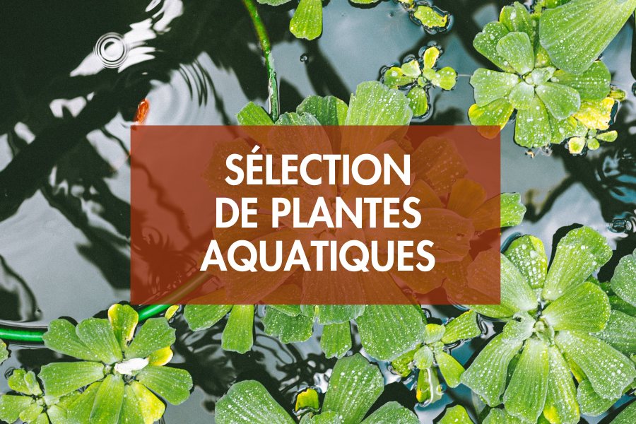 Sélection de plantes aquatiques