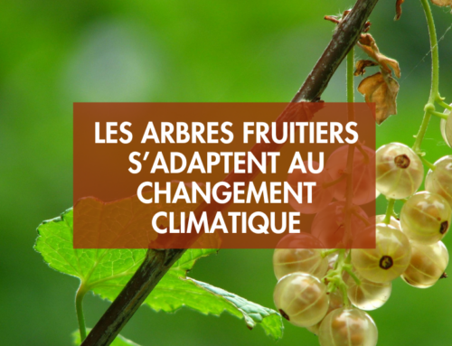 Les arbres fruitiers s’adaptent au changement climatique
