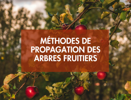 Les méthodes de propagation des arbres fruitiers
