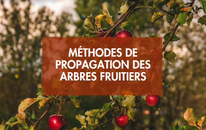 Méthode de propagation des arbres fruitiers