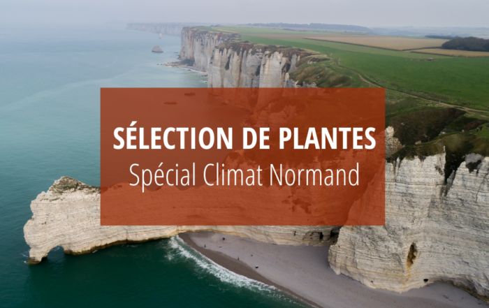 Sélection Plantes idéales pour le climat normand
