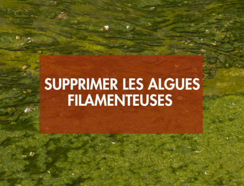 Comment supprimer les algues filamenteuses de mon bassin ?