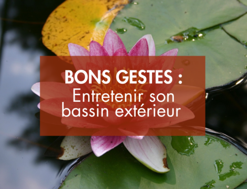 Quels sont les bons gestes pour entretenir mon bassin extérieur ?