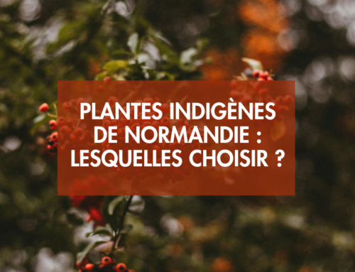 Les plantes indigènes de Normandie : lesquelles choisir pour votre jardin ?