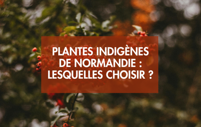 plantes indigènes de Normandie