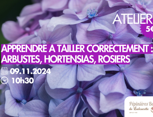 09.11.2024 [ATELIER] : Apprendre à tailler avec les bons gestes des arbustes, des Hortensias et des Rosiers