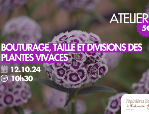 [ATELIER] 12.10.24 : Bouturage, taille et divisions des plantes vivaces