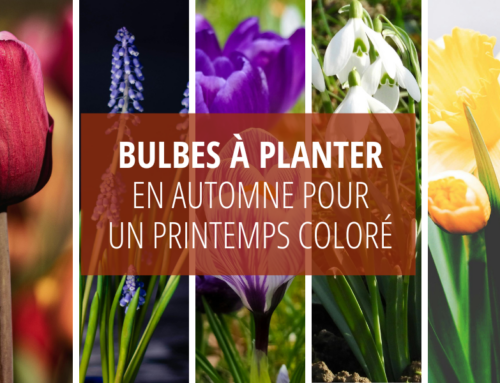 Les meilleurs bulbes à planter en automne pour un printemps coloré