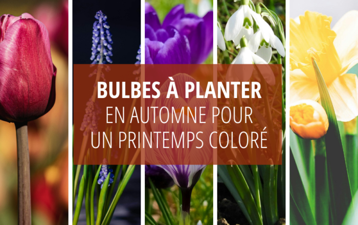 Bulbes d'automne idéal pour avoir un printemps coloré