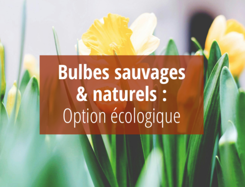 Bulbes sauvages et naturels : une option écologique pour votre jardin