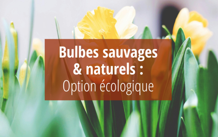 bulbes sauvages et naturels