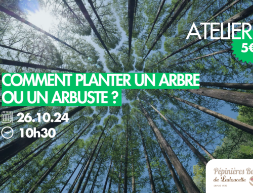 26.10.24 [ATELIER] Comment planter un arbre ou un arbuste ? En motte, en pot ou racines nues