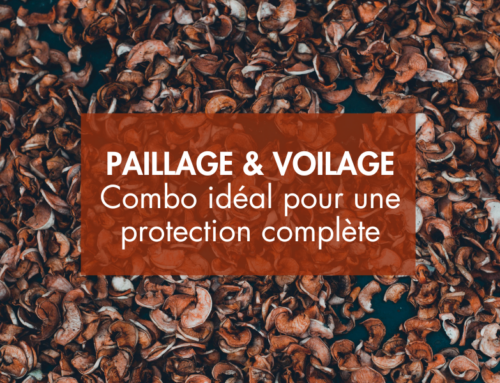 Le combo gagnant paillage et voile d’hivernage : Protection efficace des plantes fragiles