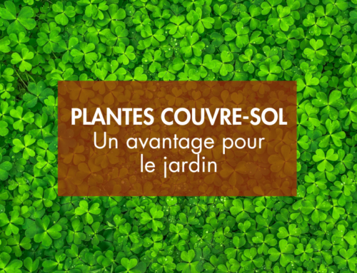 Plantes couvre-sol : Quels avantages pour le jardin ?