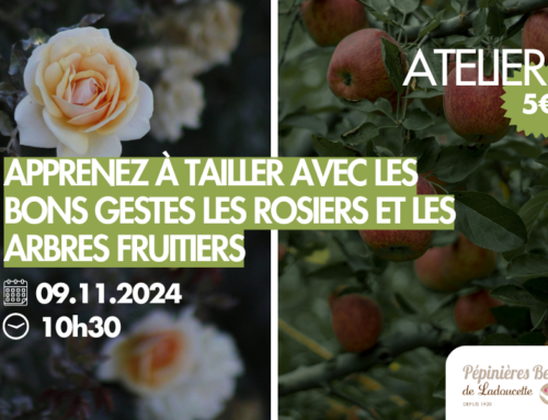 23.11.2024 [ATELIER] : Apprenez à tailler les rosiers et les arbres fruitiers