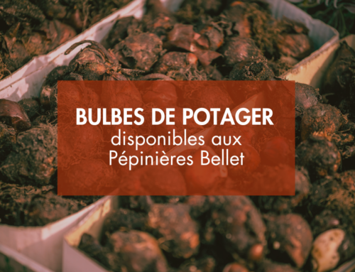 Bulbes de potager à acheter aux Pépinières Bellet