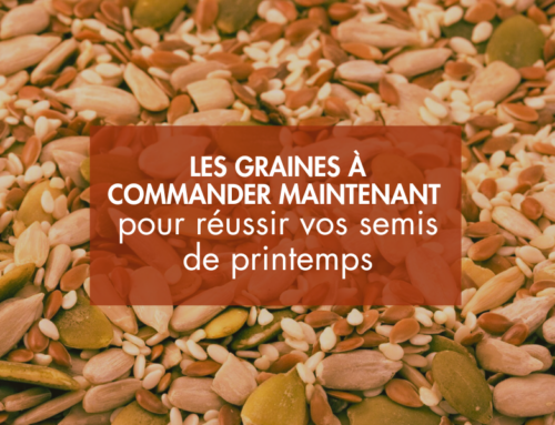 Les graines à commander maintenant pour réussir vos semis de printemps