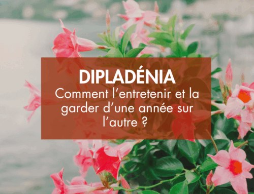 Comment entretenir et garder un Dipladenia d’une année sur l’autre ?