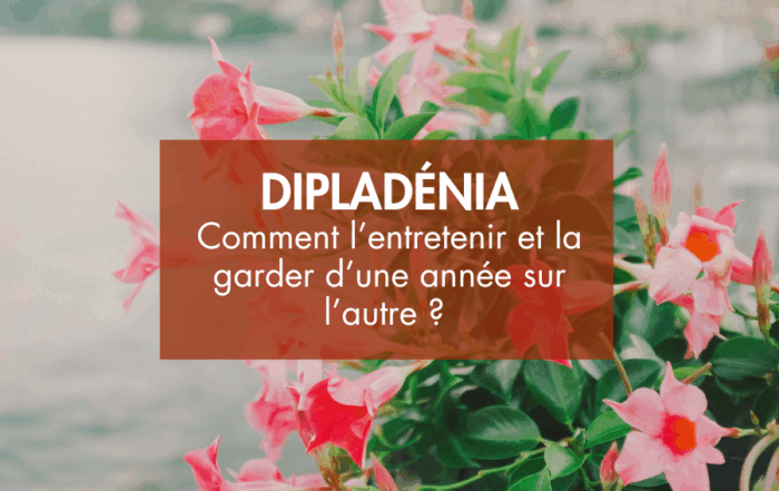 Dipladenia : plante grimpante - développement d'année en année
