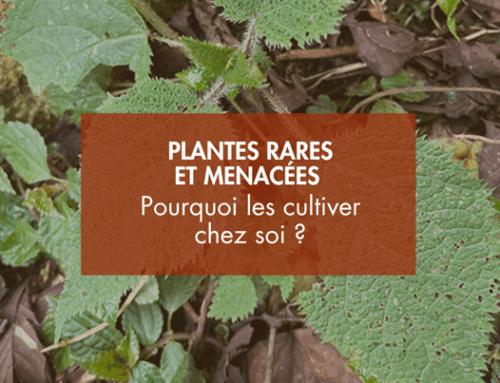 Plantes rares et menacées : pourquoi les cultiver chez soi ?