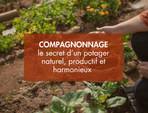 Compagnonnage : le secret d’un potager naturel, productif et harmonieux