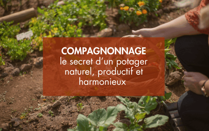Compagnonnage plantes et légumes