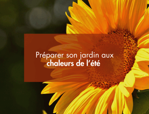 Préparer son jardin aux chaleurs de l’été : arrosage, ombrage et entretien