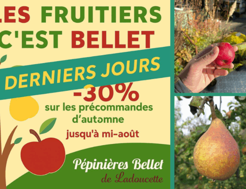 Derniers jours pour profiter de -30% sur vos arbres fruitiers en précommande !