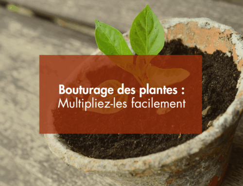 En août c’est le bouturage des plantes : multipliez-les facilement