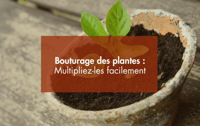 Bouturage de plantes en août