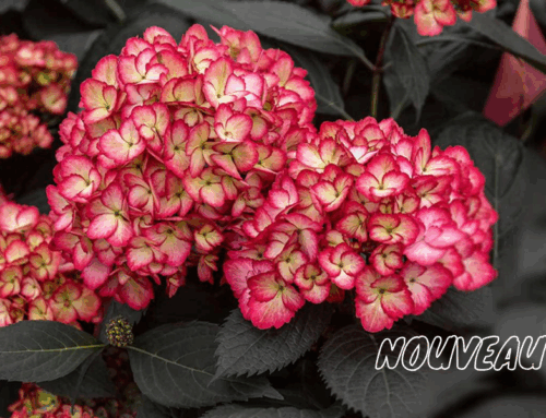 Hortensia ‘Eclipse’ : une variété rare au feuillage pourpre et aux fleurs éclatantes