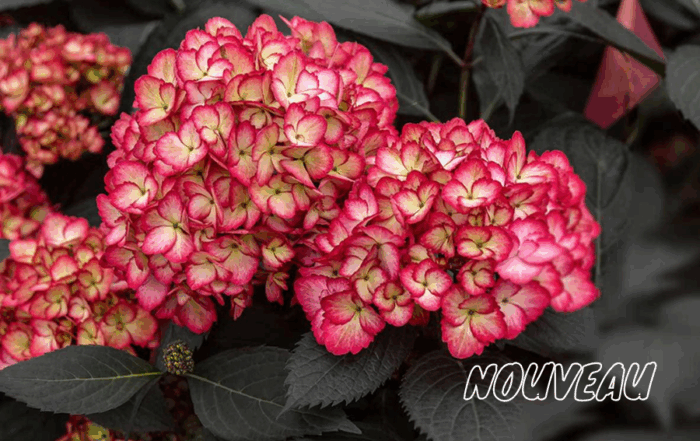 Hortensia 'Eclipse'