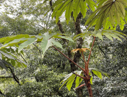 Nouvelle introduction de Benjamin de Ladoucette : Tetrapanax papyrifer ‘Ben’s Purple Hunter’