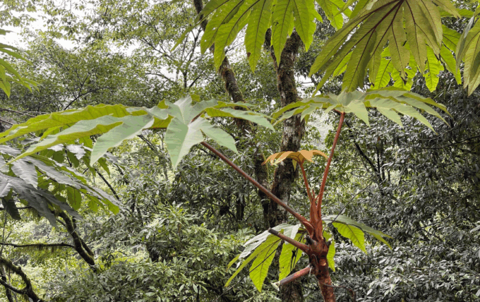 Tetrapanax papyrifer ‘Ben’s Purple Treasure’