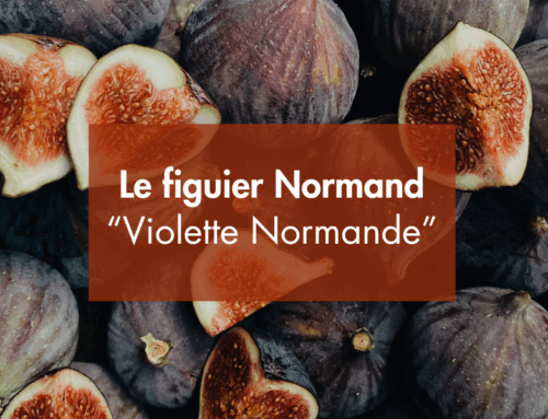 Un figuier normand, incroyable mais vrai !